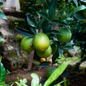 Cam Rốn lồi