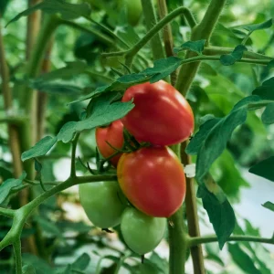 Cà chua Mộc Châu